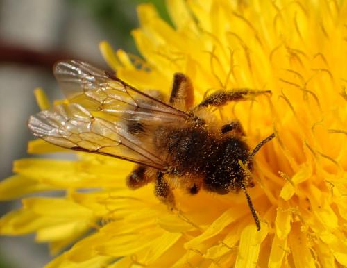 Réf. 247 971 : Andrena nigroaenea